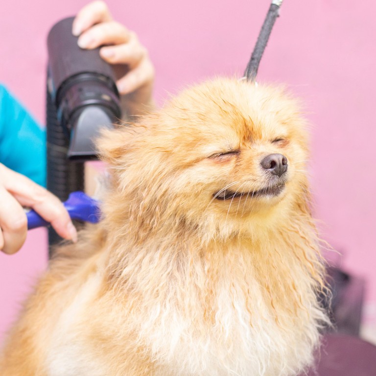 Modern dog grooming salon based in Wombourne, South Staffordshire