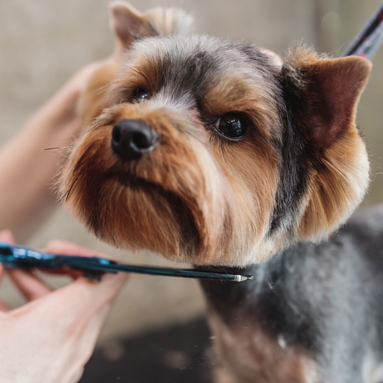 Modern dog grooming salon based in Wombourne, South Staffordshire